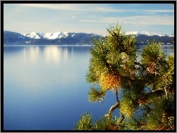 Kalifornia, Gałązka, Góry, Jezioro, Tahoe